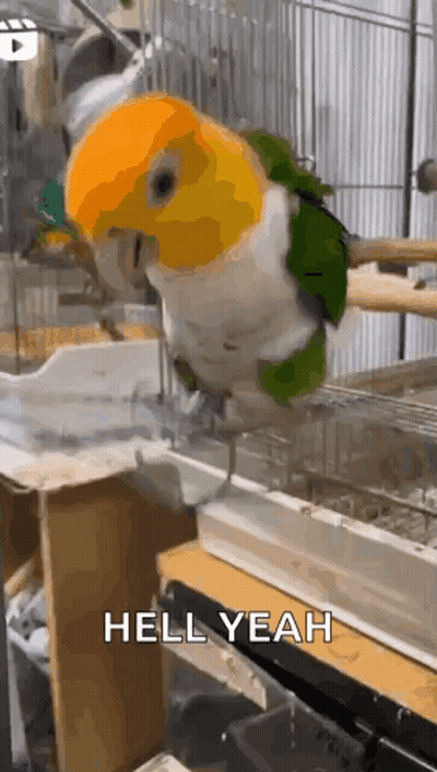 A Parrot Is Sitting On A Perch In A Cage With The Words `` Hell Yeah '' Written Below It . GIF