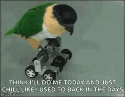 A Parrot Is Sitting On Top Of A Toy Car With Wheels . GIF