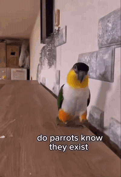 A Parrot Is Standing On A Wooden Table And Says Do Parrots Know They Exist GIF