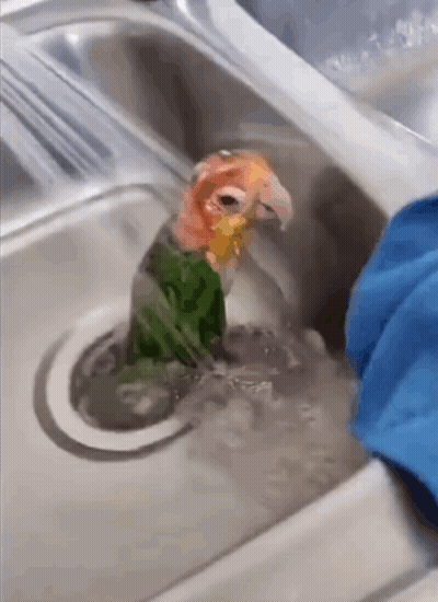 A Parrot Is Taking A Bath In A Sink With A Blue Cloth GIF