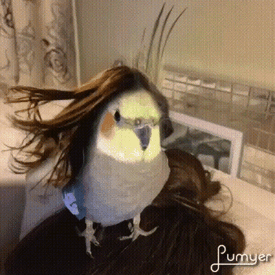 A Parrot With A Wig On Its Head Is Sitting On A Woman 'S Head GIF