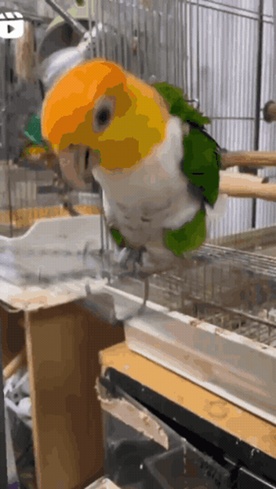 A Parrot With A Yellow Head And Green Feathers Is Standing In A Cage GIF