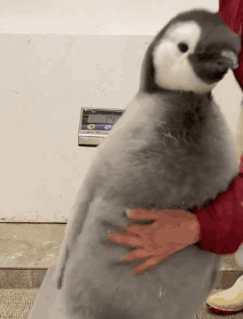 A Penguin Is Being Held By A Person In Front Of A Scale Which Shows The Weight Of A Penguin GIF