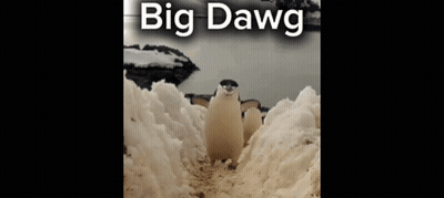 A Penguin Is Standing In The Snow With The Words Big Dawg Below It GIF