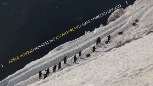 A Penguin Numbers In East Antarctica Have Marched Upward Advertisement GIF
