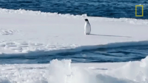 A Penguin Standing On A Piece Of Ice Near The Ocean GIF