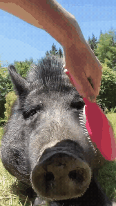 A Person Brushing A Pig 'S Head With A Red Brush GIF