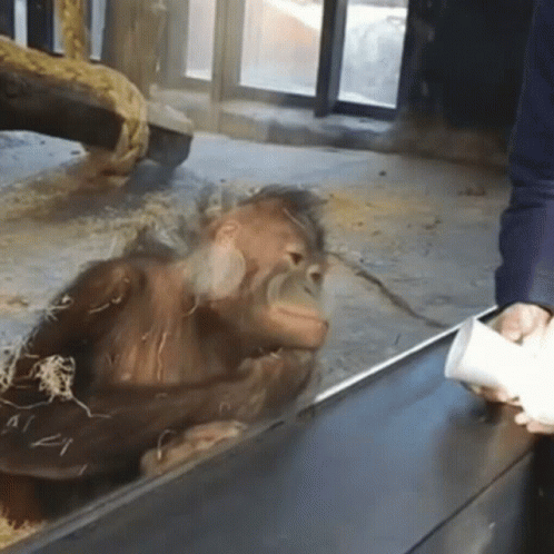 A Person Feeding A Monkey Through A Glass Fence GIF