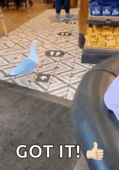 A Person Giving A Thumbs Up Next To A Bird That Says Got It On It GIF