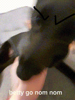 A Person Holding A Black Cat With The Words Betty Go Nom Nom GIF