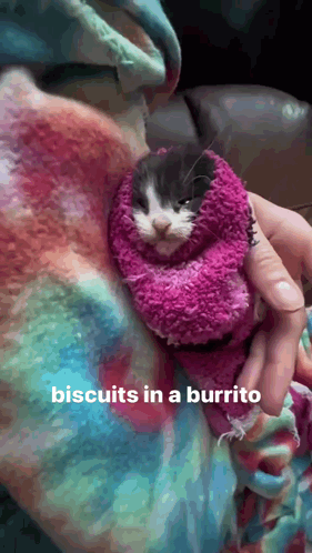 A Person Holding A Cat Wrapped In A Burrito GIF