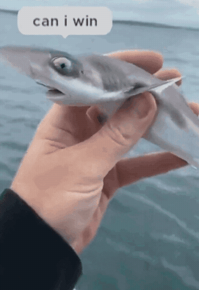 A Person Holding A Fish With A Speech Bubble Saying Can I Win GIF