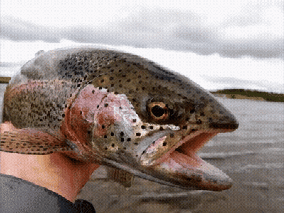 A Person Holding A Fish With Its Mouth Open GIF