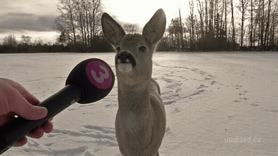 A Person Holding A Microphone With The Number 3 On It In Front Of A Deer GIF