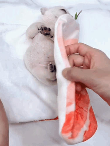 A Person Holding A Piece Of Meat Next To A Dog On A Bed GIF