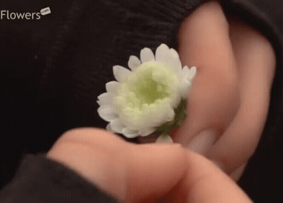 A Person Holding A Small White Flower With Flowers.com Written On The Bottom Right GIF