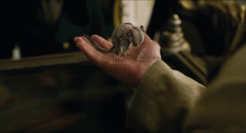 A Person Holding A Small White Kitten In Their Hand GIF