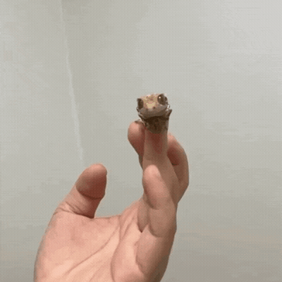 A Person Holding A Stuffed Animal With The Words Have At Thee Written Below It GIF