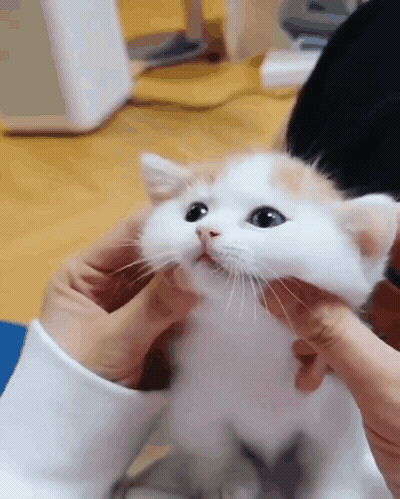 A Person Holding A White And Orange Kitten With Blue Eyes GIF