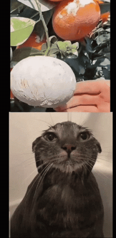 A Person Holding A White Ball Next To A Cat GIF
