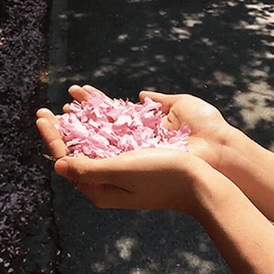 A Person Holding Pink Petals In Their Hands GIF