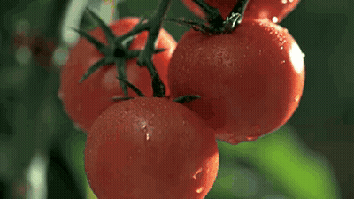 A Person Holding Three Tomatoes In Their Hands GIF