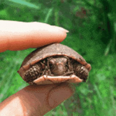 A Person Holds A Small Turtle In Their Hand GIF