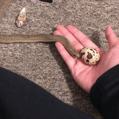 A Person Holds A Snake And An Egg In Their Hand GIF