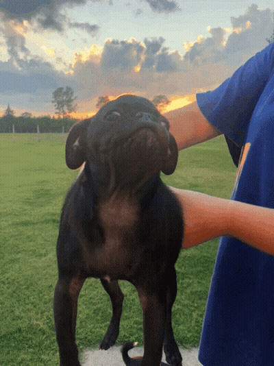 A Person In A Blue Shirt Is Petting A Black Pug Dog GIF