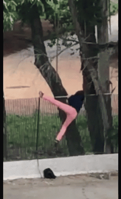 A Person In Pink Pants Is Hanging From A Tree Branch . GIF