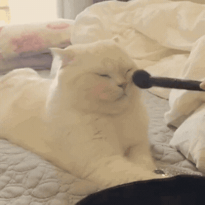 A Person Is Applying Makeup To A White Cat 'S Face With A Brush GIF