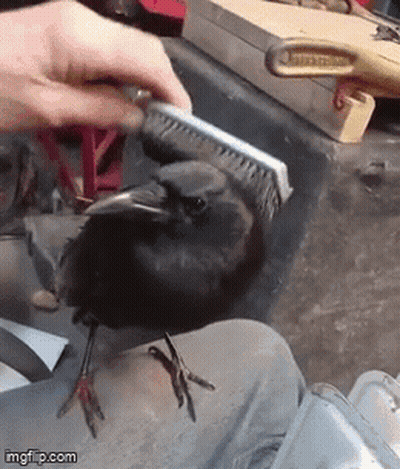 A Person Is Brushing A Black Bird With A Brush GIF