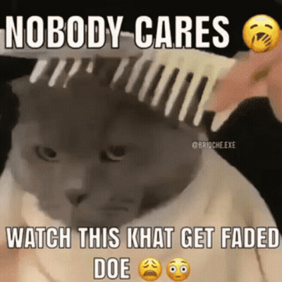 A Person Is Brushing A Cat 'S Hair With A Comb And The Cat Is Looking At The Camera . GIF