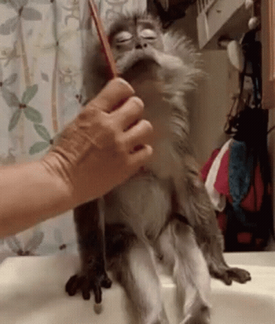A Person Is Brushing A Monkey 'S Face With A Brush . GIF