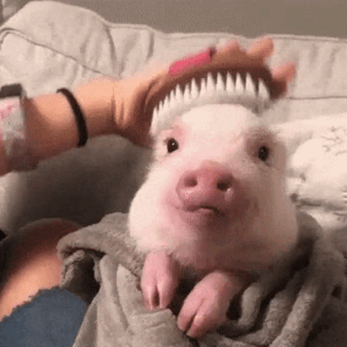 A Person Is Brushing A Pig 'S Hair With A Pink Brush . GIF