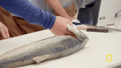A Person Is Cutting A Large Fish On A Cutting Board With A National Geographic Logo In The Background GIF