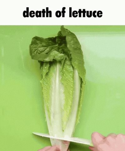A Person Is Cutting A Lettuce With The Words Death Of Lettuce Above It GIF