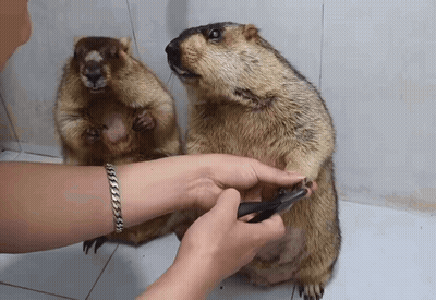 A Person Is Cutting A Squirrel 'S Claws With Scissors GIF