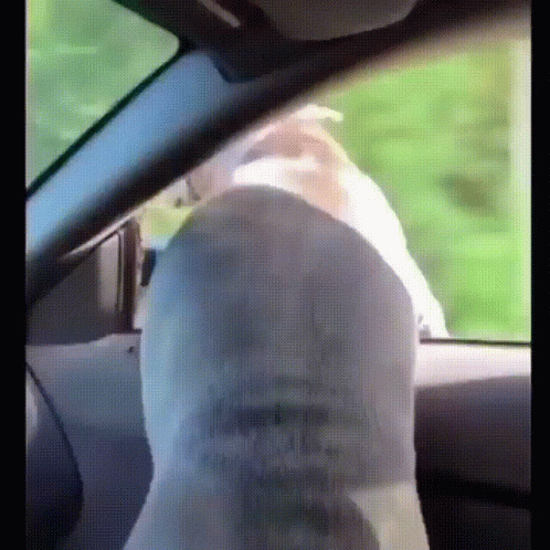 A Person Is Driving A Car And Looking Out The Window At A Bird . GIF