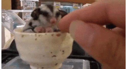 A Person Is Feeding A Baby Opossum In A Cup . GIF