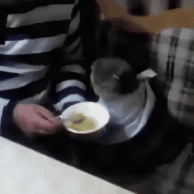 A Person Is Feeding A Cat A Cup Of Food GIF