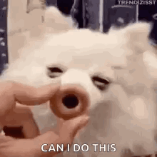 A Person Is Feeding A Dog A Donut And The Dog Is Looking At The Camera . GIF