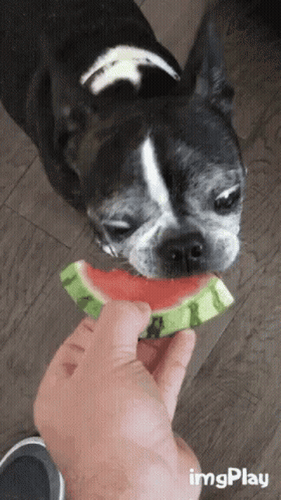A Person Is Feeding A Dog A Slice Of Watermelon With Imgplay Written In The Corner GIF