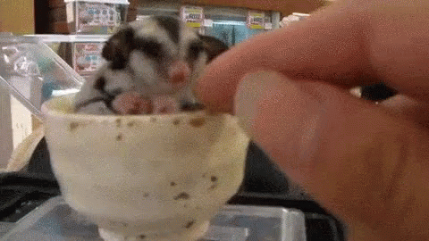 A Person Is Feeding A Hamster In A Cup With A Spoon . GIF