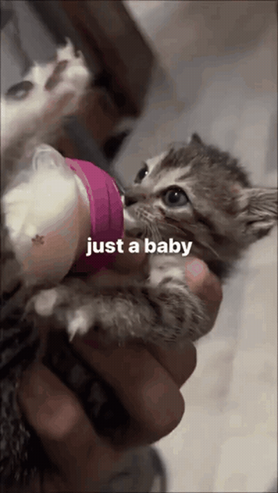 A Person Is Feeding A Kitten From A Pink Bottle With The Words Just A Baby Above It GIF