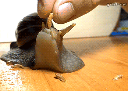 A Person Is Feeding A Snail A Worm With The Website Gitak.net Visible In The Background GIF