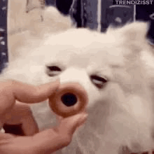 A Person Is Feeding A White Dog A Donut With A Hole In Its Nose . GIF