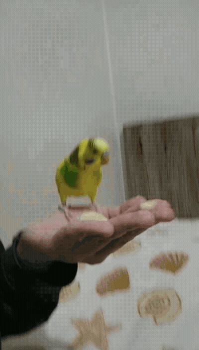 A Person Is Feeding A Yellow And Green Parakeet GIF