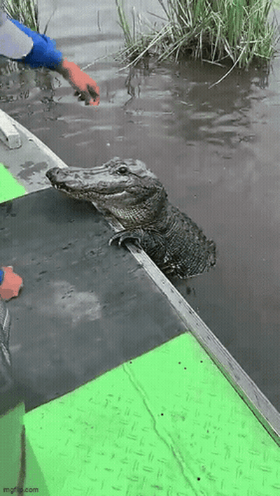 A Person Is Feeding An Alligator On A Boat In The Water . GIF
