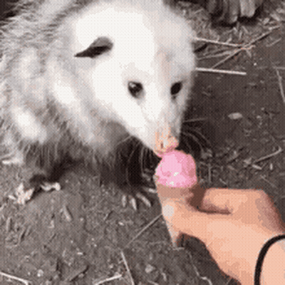 A Person Is Feeding An Opossum A Pink Ice Cream Cone . GIF
